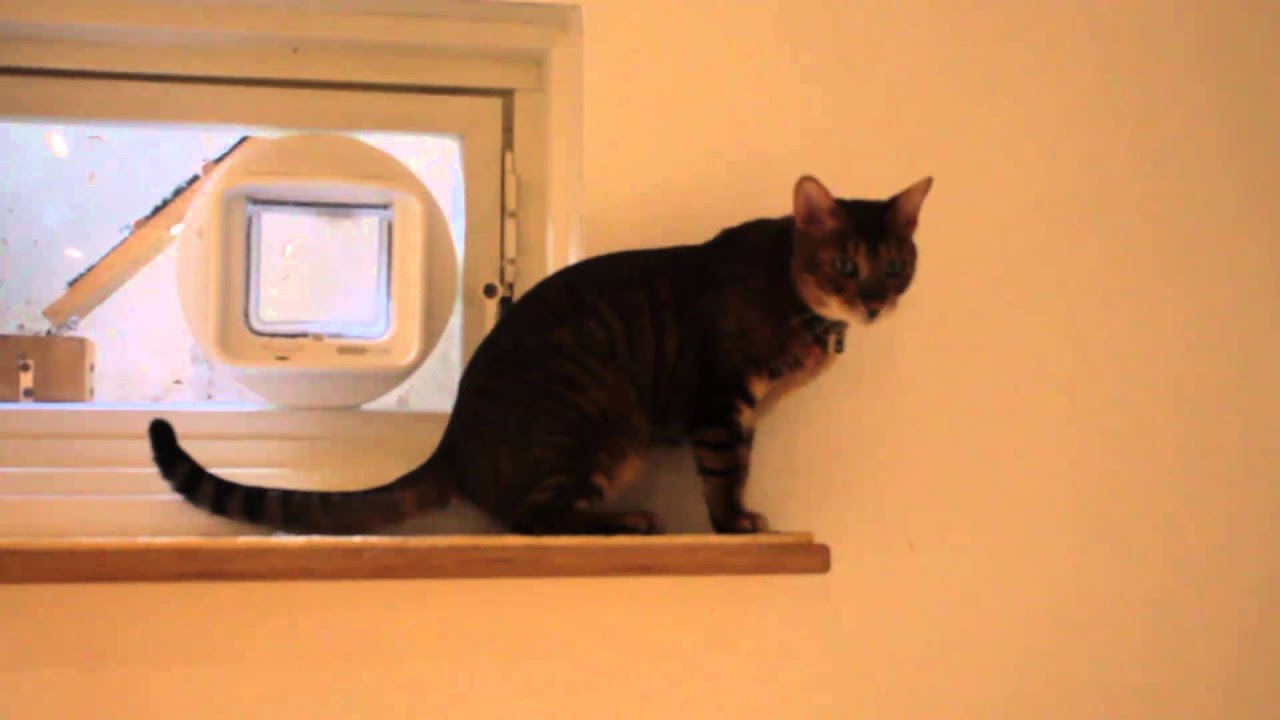 racoon proof cat door