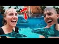 SWIMMING With SHARKS! Disney Cruise 2019!