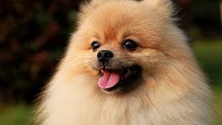 Chó Phốc Sóc Pomeranian Và Ưu Nhược Điểm by Chó Cưng (Dog Lover) 131,865 views 8 years ago 2 minutes, 11 seconds