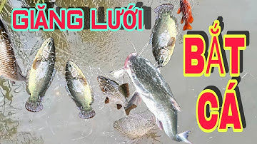 lưới bắt cá | cá rô phi | cá rô đồng | HTK tube