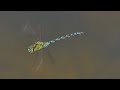 Libelle - Dragonfly - New 2 0 - Spektakuläre Flugaufnahmen