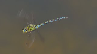 Libelle - Dragonfly - New 2 0 - Spektakuläre Flugaufnahmen