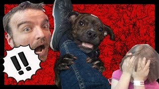 Staffie Dog Bites Womans Nose Off Vlog