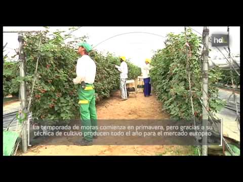Video: Enrejado Para El Cultivo De Moras: ¿es Necesario?