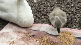 Mute swan parents leave cygnet in our care while the defend territory