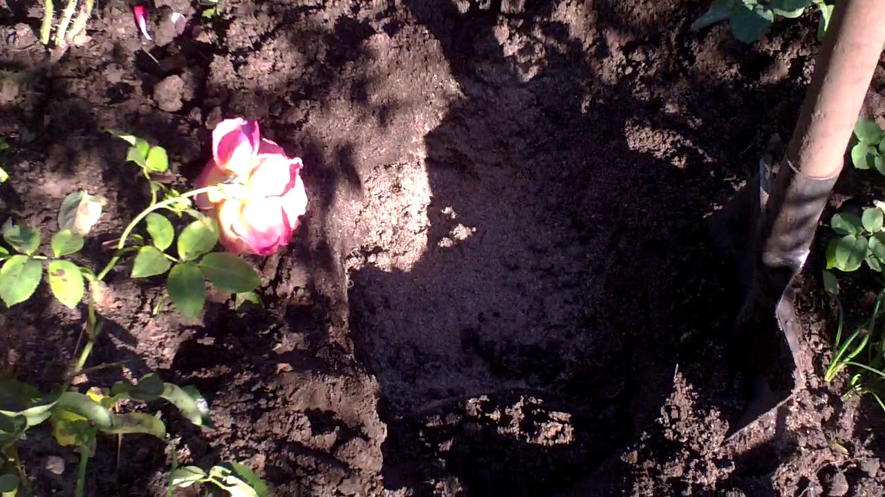 Когда можно пересадить розу на другое. Как правильно пересадить розу морщинистую. Как правильно пересадить розу на другое место весной.