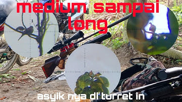 Main turet‼️katanya asyik?? #berburu ayam hutan dan tekukur