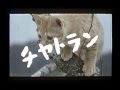 映画予告編　子猫物語