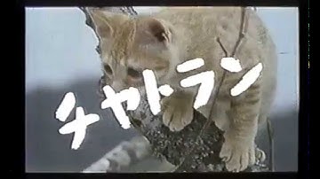 映画予告編　子猫物語