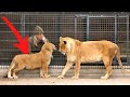 When This Rescued Lioness and Lion Cub First Met, What Happened Went Beyond Anyone’s Dreams