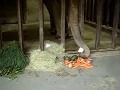 ズゼさんの夕食