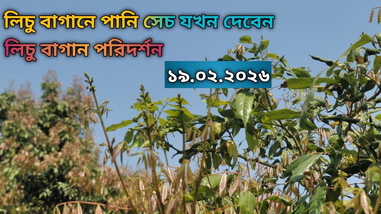 লিচু বাগানে পানি সেচ যখন দেবেন।লিচু বাগান পরিদর্শন।।১৯.০২.২০২৬।।
