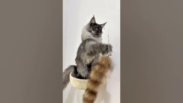 Watch the video about Blacksmoke Mainecoon kitten 7months boy #mainecooncat #mainecoon #mainecoonkitten #mainecoons