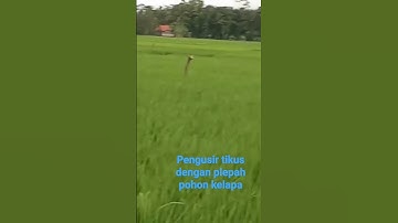 Rahasia pengusir hama tikus sawah dengan pelepah kelapa#shorts