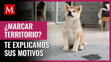 ¿Los perros machos orinan más que las hembras?