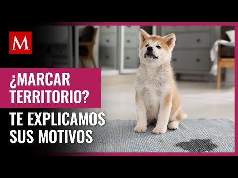 Video: Criando un perro confiado, cariñoso y obediente