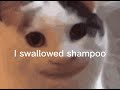 I swallowed shampoo cat version