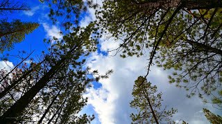 Ponderosa Pines and Clouds, East of Sunriver, Oregon