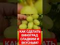 Хочешь сладкий и сочный виноград?