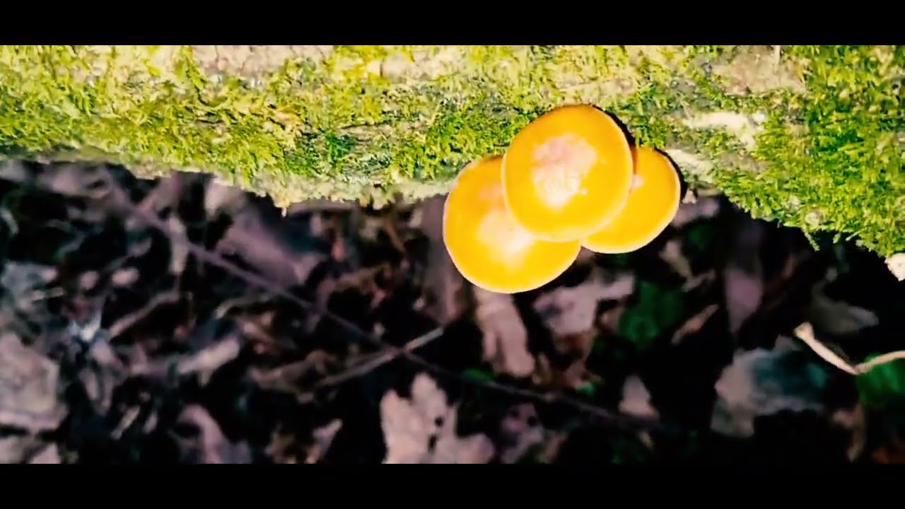 Грибалка в найкоротший день року: зимове сонцестояння