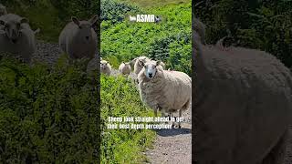 Whole Flock Shorn In One Marathon Session