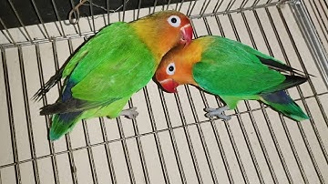 Lovebird Singing & Chirping Sounds - Green Fischer Lovebirds cute Pair