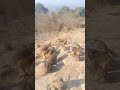 Breakfast! ytshorts!