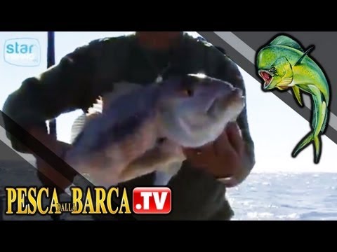 Pesca dentice traina a Santa Maria di Leuca
