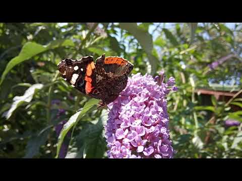 تصویری: Buddleya ژاپنی