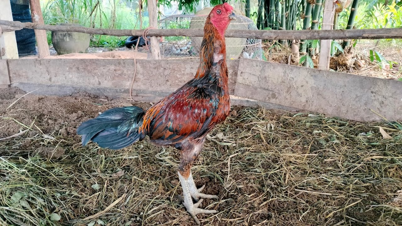 ไก่พม่าแม่สะเรียงพัฒนา