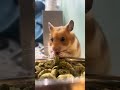 Nom noms--with hammy!!