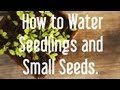 Comment dmarrer les graines arroser les semis et les petites graines