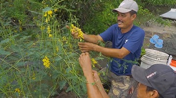 Cảnh Đẹp Miệt Vườn Sông Nước Miền Tây | Nét Quê #259