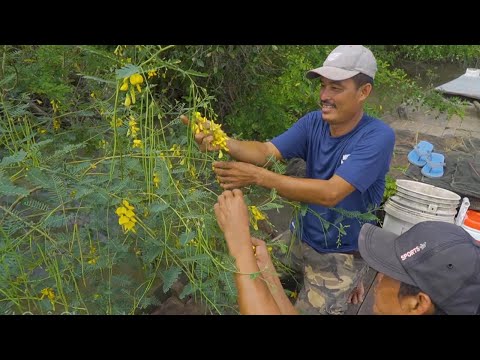 Video Cảnh Đẹp Miệt Vườn Sông Nước Miền Tây | Nét Quê #259 - youtube
