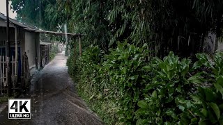 Walk in the Rain, Thunderstorm with Heavy Rain and Nature Sounds for Sleep and Relaxation| ASMR |4K