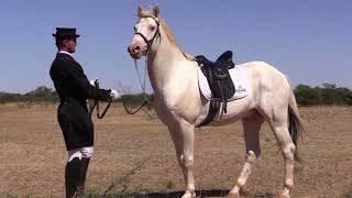 Two Moons Appaloosa Stud 2018