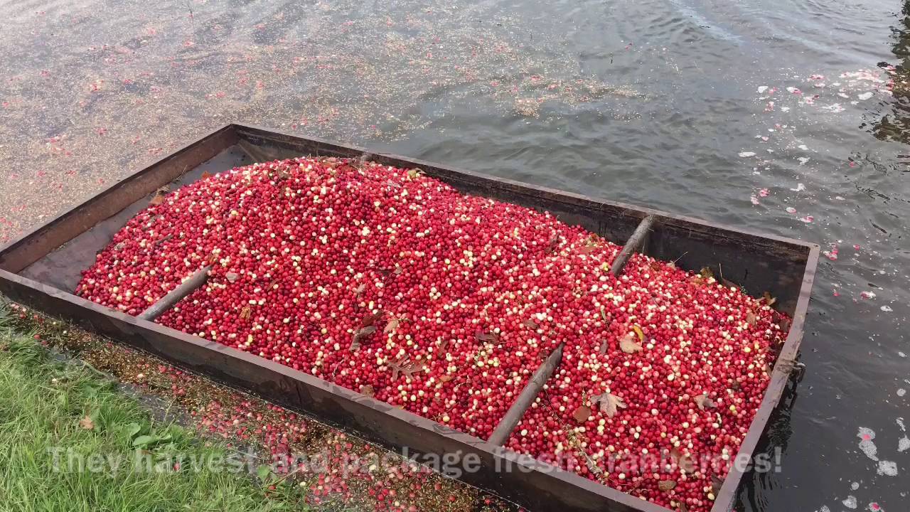 Wisconsin grown cranberries at Festival Foods YouTube