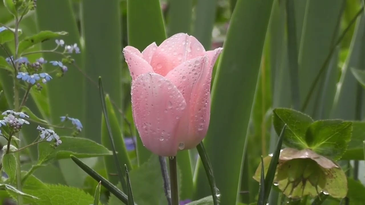 Relaxing Beautiful Sleeping😌 Music🎸 