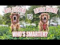 IQ Test For Dogs | How Smart Is Your Dog?