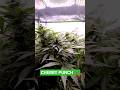 Cherry Punch 🍒👊 in Living Soil von Couple of Plants - Blütephase 100% organisch