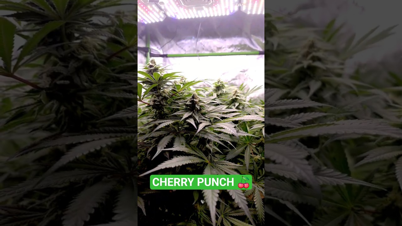 Cherry Punch 🍒👊 in Living Soil von Couple of Plants - Blütephase 100% organisch