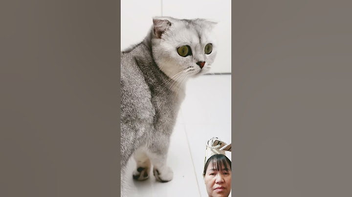 Black Magic by Petkit Pura Max #funny #cat #comedy #cats #comedy
