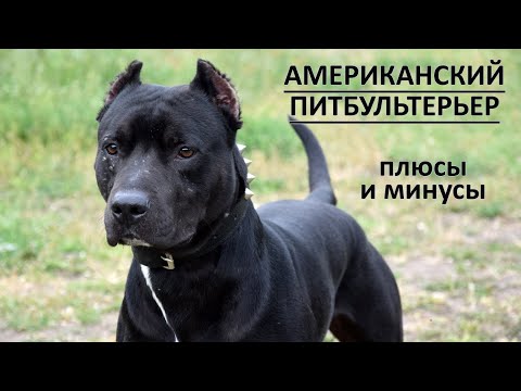 АМЕРИКАНСКИЙ ПИТБУЛЬТЕРЬЕР. Плюсы и минусы породы питбуль