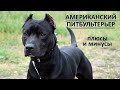 АМЕРИКАНСКИЙ ПИТБУЛЬТЕРЬЕР. Плюсы и минусы породы питбуль