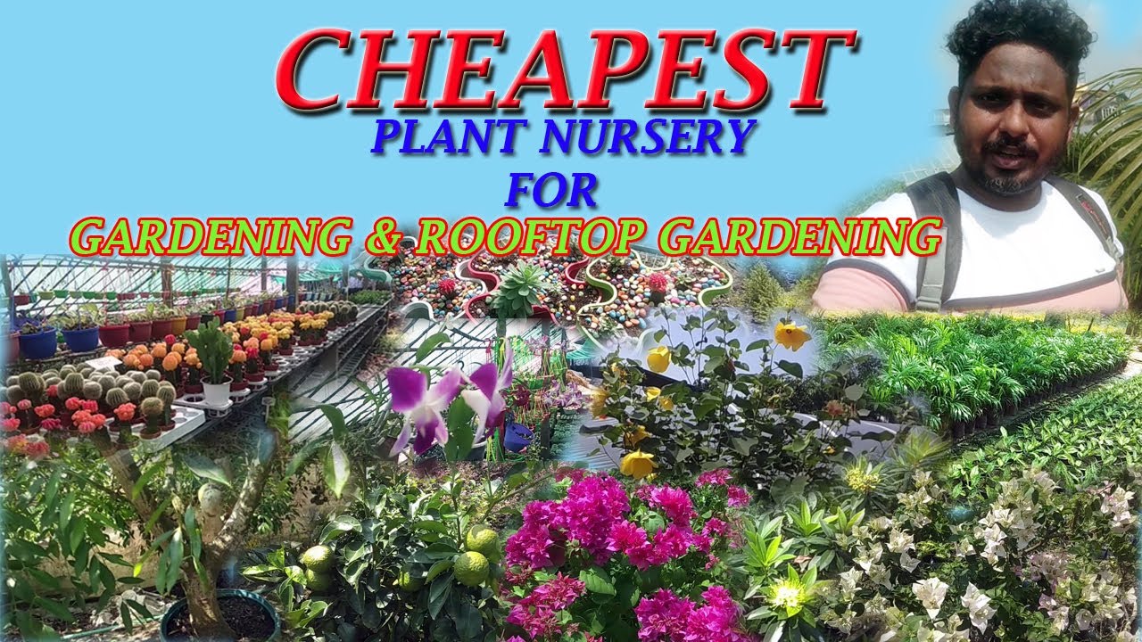 Plant Nursery visit 2022 |Plant Nursery business  | Khamargachi