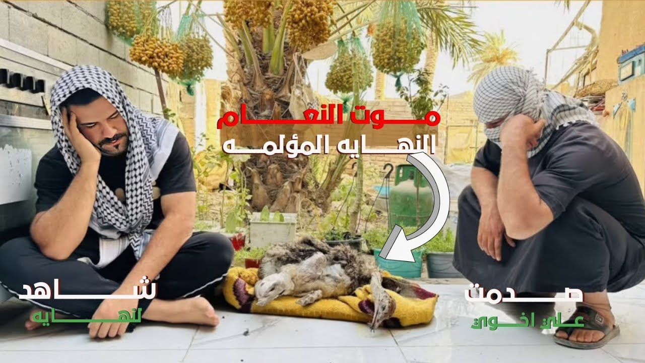 النهاية الحزينه للنعامة 😔ماتت 