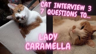 Cat interview 3  7 questions to Lady Caramella #cats #cutecat #gingercat #funnycats