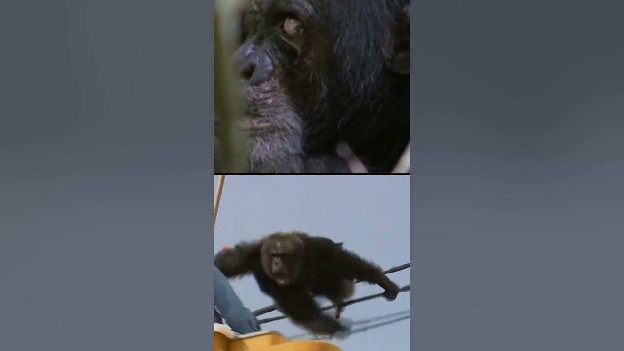 How to Survive a Chimpanzee Attack #Shorts - YouTube