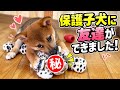 初めて友達ができた保護子犬めっちゃ大喜びです！それな！