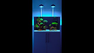 Морской аквариум 60 литров  Reef tank 60l